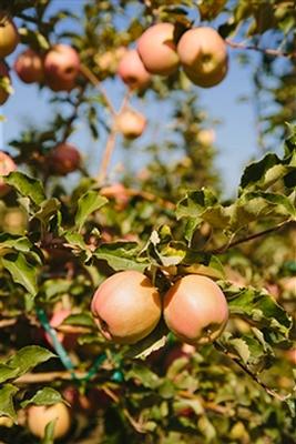 fruit tree.jpg